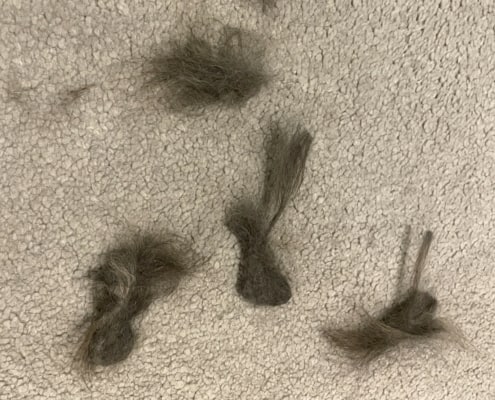 cat hair on carpet